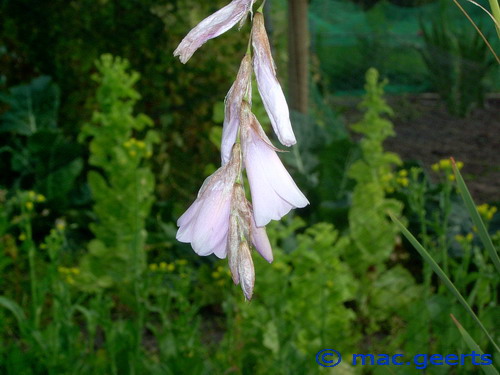 Dierama latifolium